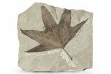Fossil Sycamore (Macginitiea) Leaf - Utah #282363-1